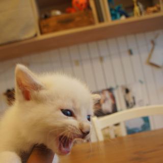 緊急！里親募集！(1)