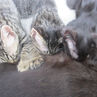 生後２か月シマの子猫