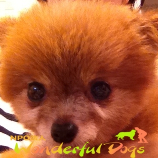 ラブリーでチャーミング。「なな」ポメラニアン　６歳♀