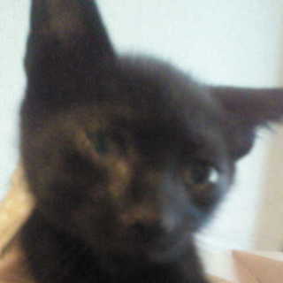 子猫の里親になってください！（岡山）