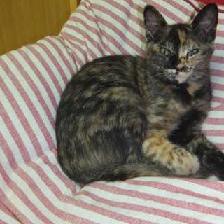 家族になってくださるかた