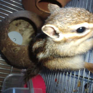 シマリスの里親募集