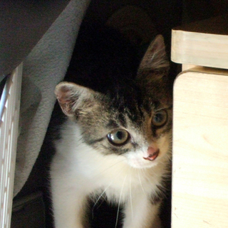 家族にしてくださる里親さん募集