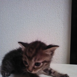 全員里親が決まりました