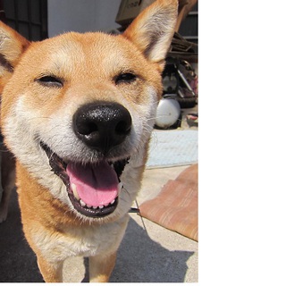 お父さん、お母さんになってくれる方、探しています。