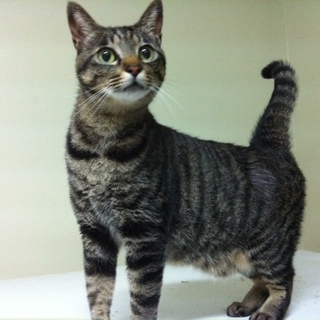 キジトラ（4歳）♀の里親募集