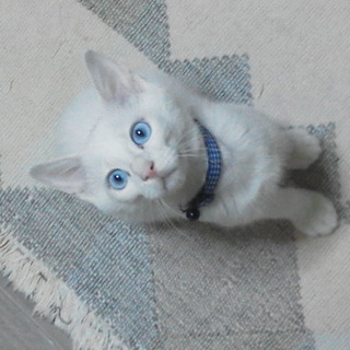 真っ白いこの子を愛してくれる人探しています