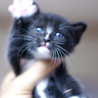 7月初旬生まれの子猫