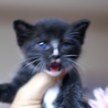 7月初旬生まれの子猫 サムネイル2