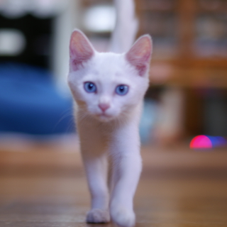 真っ白ブルーアイの子猫