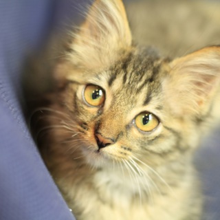 沖縄県在住で里親になってくれる方を探しています。