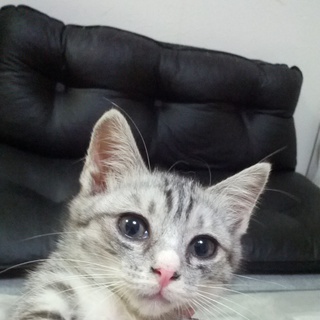 元気いっぱいの子猫