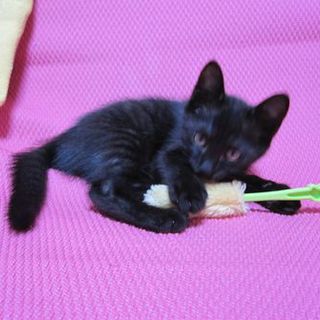 可愛い黒・兄妹 ありがとうございました＾＾