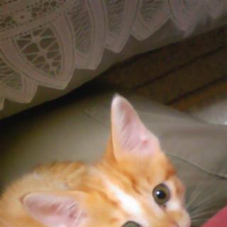 やんちゃな癒し系白トラ子猫の里親さん募集です！