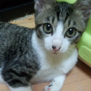 子猫の里親募集中！！