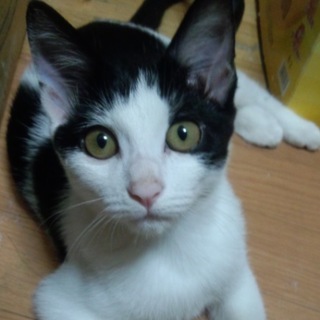 子猫の里親募集！！