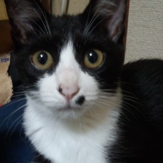 子猫の里親募集中！！