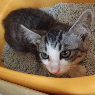 子猫の里親さん募集