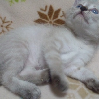 飼い主さんが決まりました