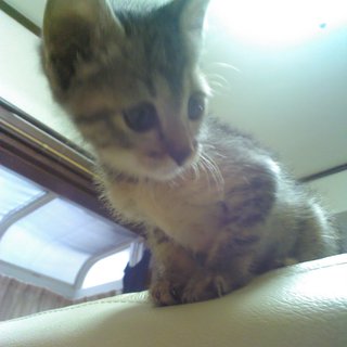 急募!!里親募集です。(福岡)