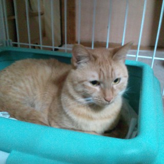 緊急!茶トラのねこちゃんの里親様を募集いたします