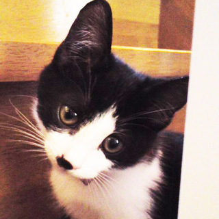 里親様決定しました！！