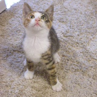 とっても元気で賢い女の子です☆