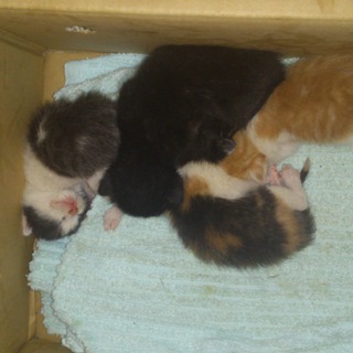 子猫３匹です。里親募集中！