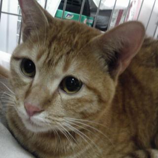 大阪市内より甘ったれ猫の里親さま募集