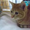 大阪市内より甘ったれ猫の里親さま募集 サムネイル2