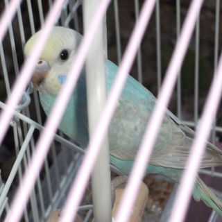 里親様　決まりました