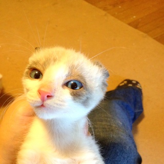 ラグドール　男の子　生後１ヶ月半