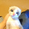 ラグドール　男の子　生後１ヶ月半 サムネイル2