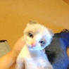 ラグドール　男の子　生後１ヶ月半 サムネイル4