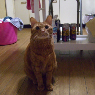 甘えん坊な茶ﾄﾗ猫君です｡