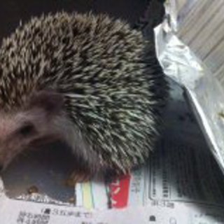 ハリネズミの里親