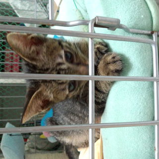 ボクの里親になってください　（里親募集中）