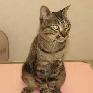 猫（推定8カ月？）♂の里親急募！