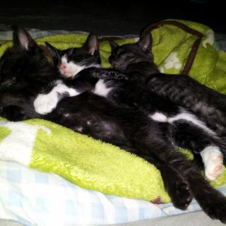 【子猫３匹】元気いっぱい！里親募集中