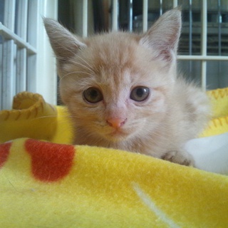 子猫の里親募集します。