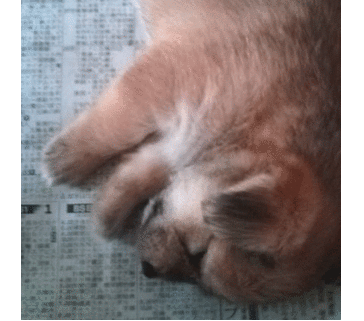 生後一ヶ月、子犬です。