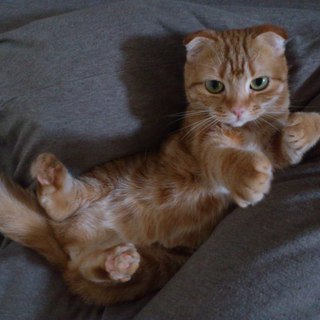 スコティッシュフォールドの女の子