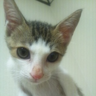 可愛がってくれる方！