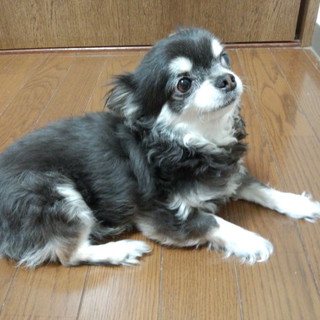 里親募集してます