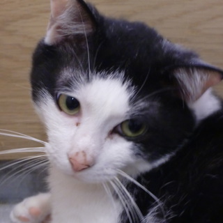 甘えんぼなぼくをもらってください！