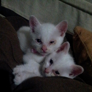 オッドアイの真っ白仔猫兄妹の里親募集！（♀）