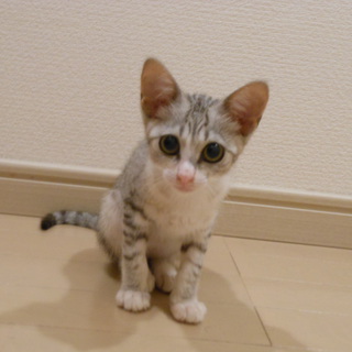 里親さんを探しています。