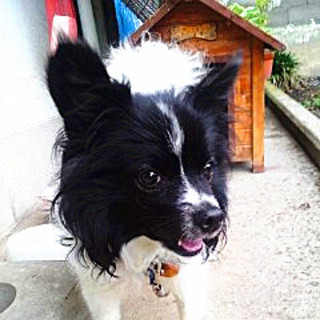 里親見つかりました！ありがとうございました！