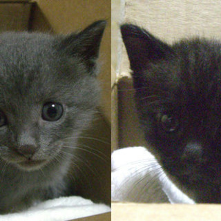グレーと黒の可愛い兄弟子猫です