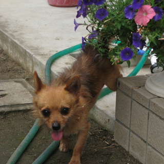 チワワ(オス6才)の飼い主様を探しています